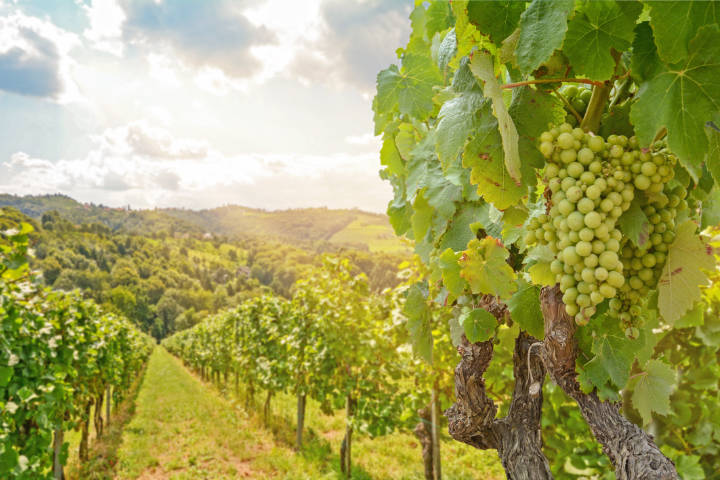 Weintrauben in den Weinbergen des Burgenlands